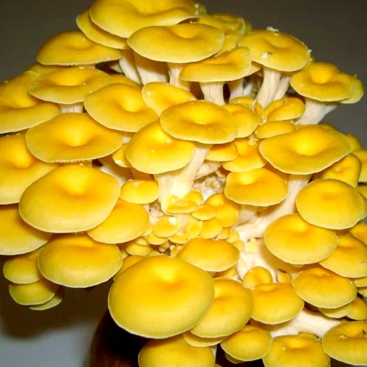 金顶侧耳